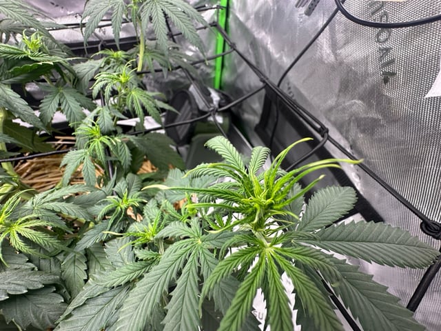 Pine (Auto) 2025 - 0 — flower, day 43