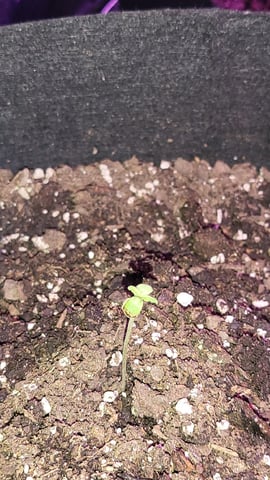 First attempt at planting some seeds — seedling_rooting, day 17