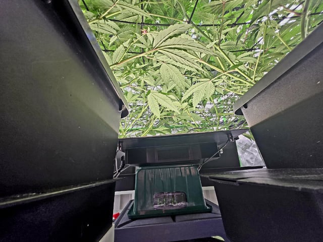 Funk Mountain 2 — flower, day 33