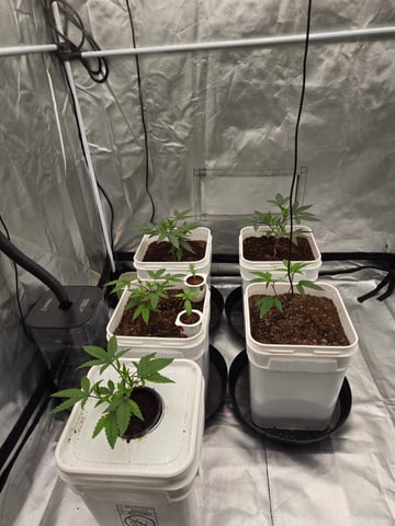 OG Kush  — seedling_rooting, day 20