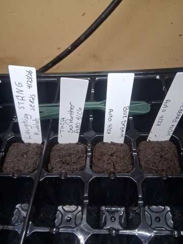 Grow Dome — germination, day 2