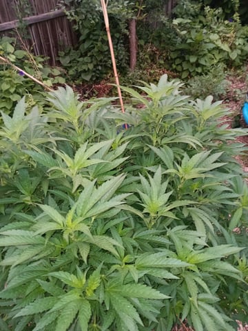 Integrity Garden  — grow_setup, day 2