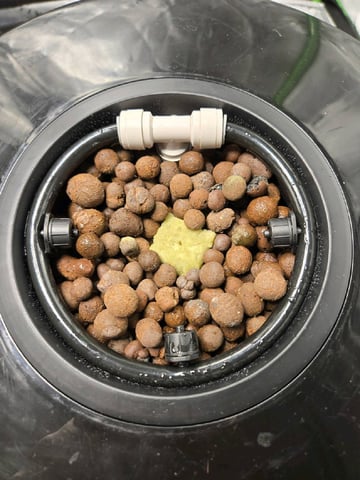 BABY SISTER — germination, day 4