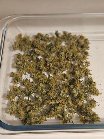 gary poppins — flower, day 93