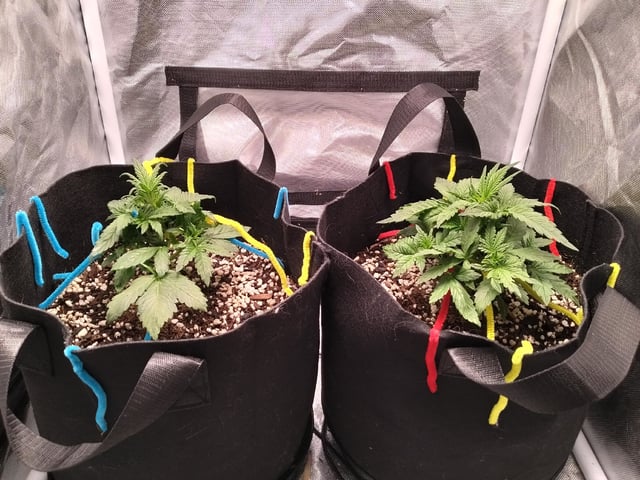 Banana Purple Punch Auto — vegetative, day 23