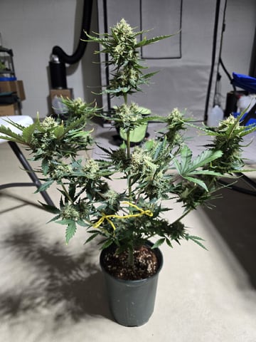 (4)autos  — harvest, day 70