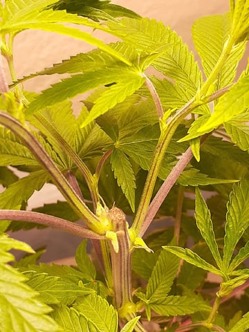 Sub Zero#12 Photoperiod Grow — vegetative, day 114