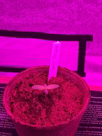 1st Ever Grow — seedling_rooting, day 12