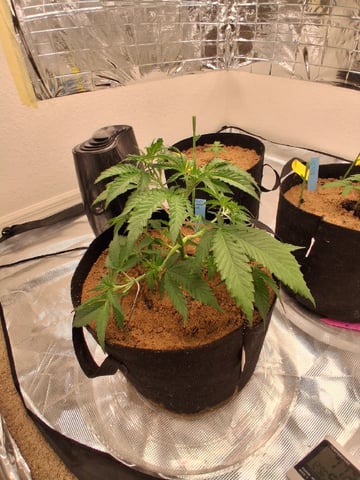 Seedman mix auto & seedman mix auto & GodFather OG — vegetative, day 28