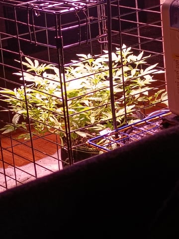 FKAFL — vegetative, day 53