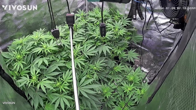 Auto Flower — flower, day 54