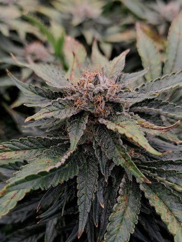 Blackberry Kush — flower, day 116