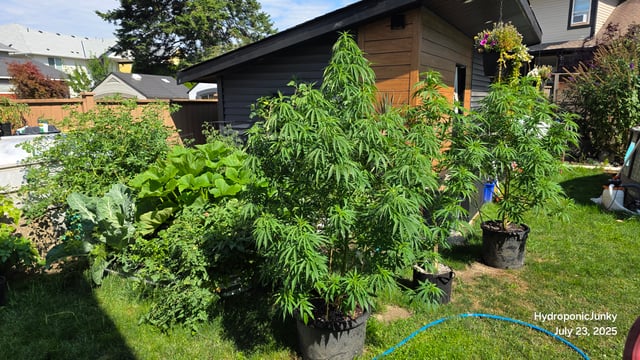 Canadian Summer Outdoor — vegetative, day 72