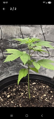  Insane OG