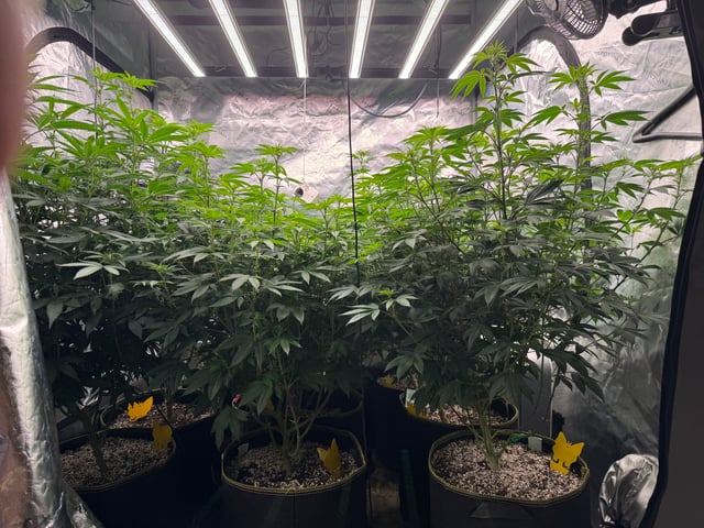 Hollywood Headband and LimeHeads  — flower, day 116