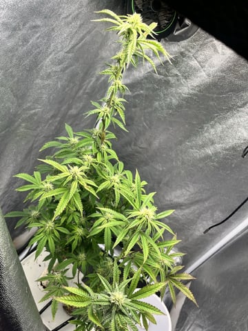 Humboldt Chicken N Wafflez — flower, day 67