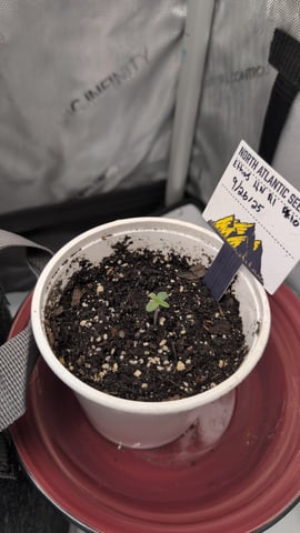 memphisto 3 bears OG, ethos high note r1 — germination, day 6