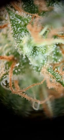 newest ggs setup grow — flower, day 83