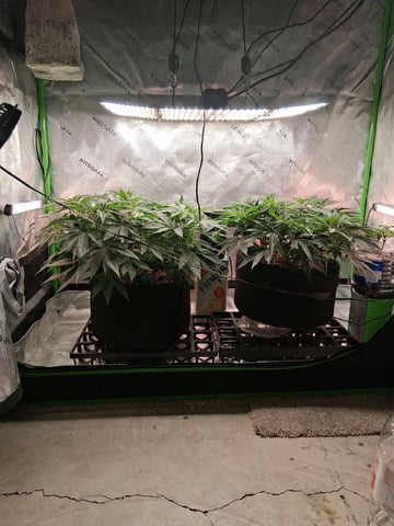 fruity pebbles, cap junky — flower, day 60