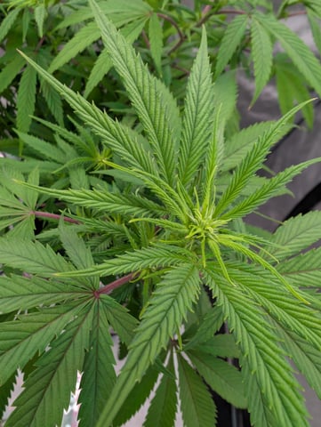 Black African Magic — flower, day 77