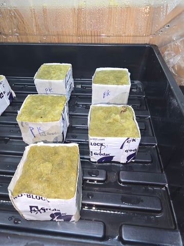 Growing — seedling_rooting, day 3