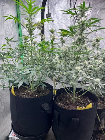 420 Fast Buds Mixed Pack — flower, day 57