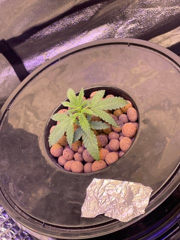 1st Ever Grow (Fat Bastard)(RDWC)  — vegetative, day 25