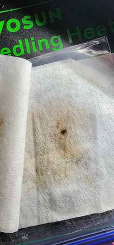 Here We Grow... — seedling_rooting, day 18