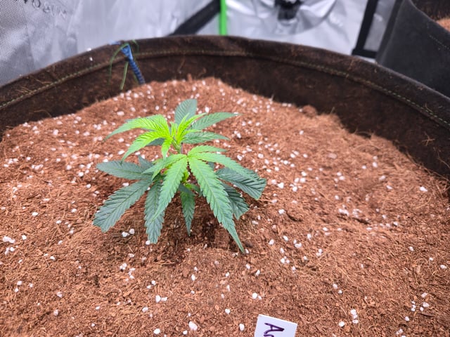 let's have fun  — grow_setup, day 1