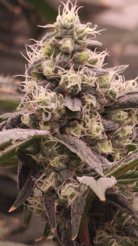 DNA Genetics Kosher Cookies rockwool run round 2 — flower, day 85