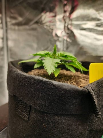 HE1E we GROW  — seedling_rooting, day 44