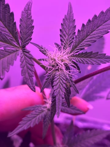 White Widow & Skittlez — flower, day 23