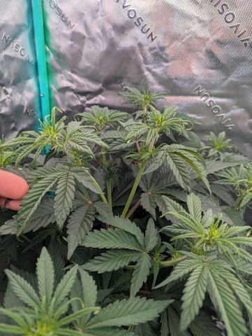 Piggy Stardust — flower, day 41