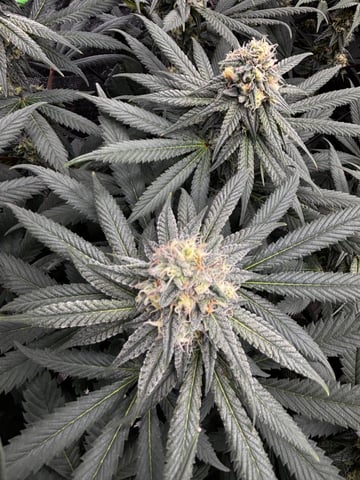 Pink Passion Fruit — flower, day 85