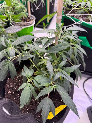 Indoor Grow  — vegetative, day 123