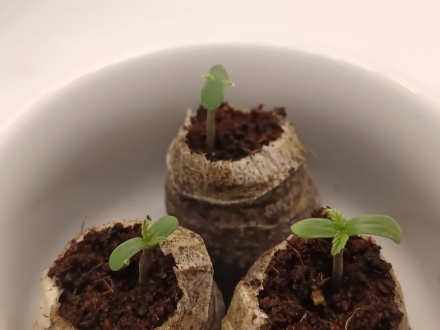 Last girls got kicked. — germination, day 1