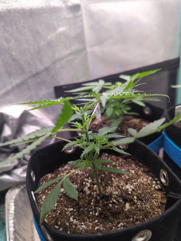 Autos — vegetative, day 14