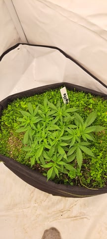 First Grow with the new setup  — auto, day 32