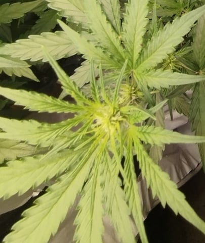 F1 apollo — vegetative, day 24
