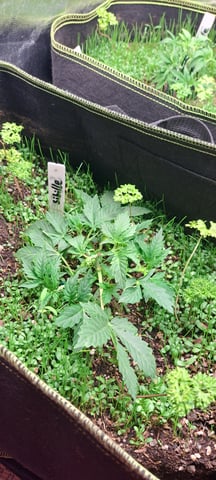 First Grow with the new setup  — vegetative, day 23
