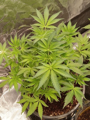 critical purple kush x peyote wifi  in the auto pot system tray 2 grow with added microhazian to the coco coir  — vegetative, day 45