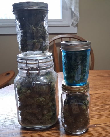 Blueberry Muffin  — done, day 19