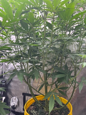 3rd grow  — flower, day 74