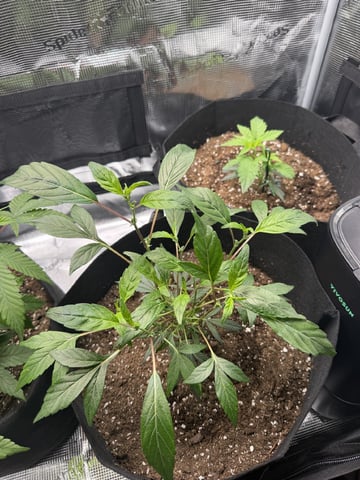     Clone Run #1 — vegetative, day 1