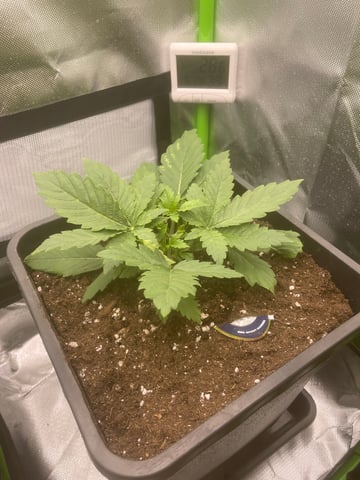 GSC First grow — vegetative, day 4
