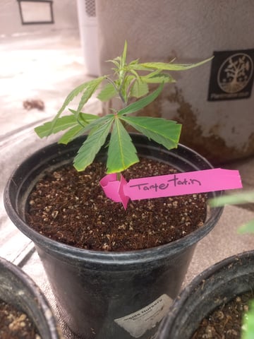 grow 1 — seedling_rooting, day 1
