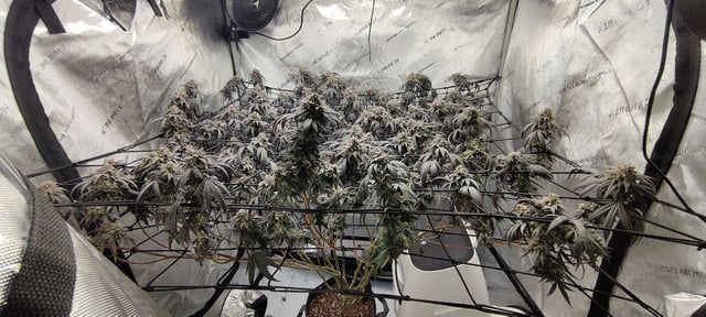 Grape Gasoline — flower, day 45