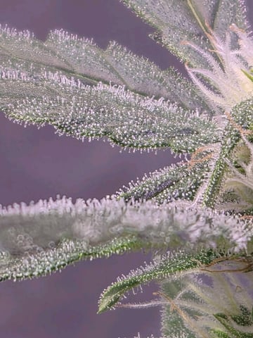 I'll get it right — flower, day 73