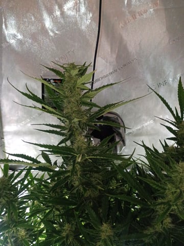 gorilla cookies  — flower, day 37