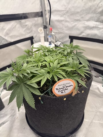 BloodMoon Gelato — vegetative, day 49